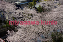 GF6450028  ogaki