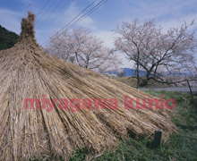 SD8000133