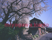 GF6450048   ogaki