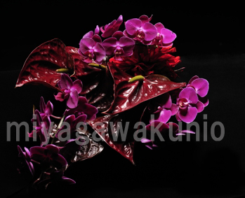 D2500miyagawakunio001111